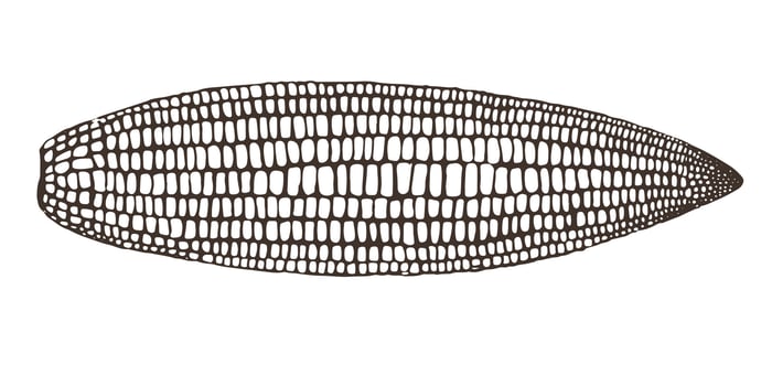 illustration of corn cob. Old drawing in retro engraving style. Hand drawn realistic ink sketch. Popcorn line drawing for organic food packaging, farm products, bakery. vector