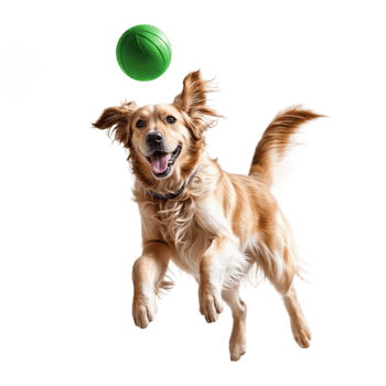 Young golden retriever dog playing with ball png