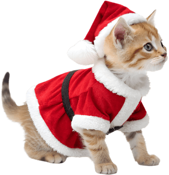 Christmas Kitten in Santa Outfit Clipart Brings Festive Cheer. . png