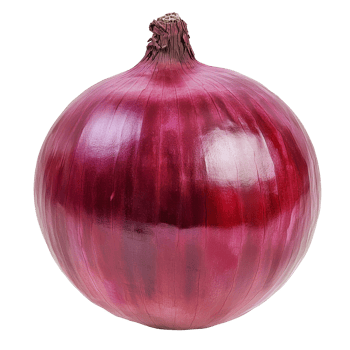 Freshly harvested red onion on a white background png