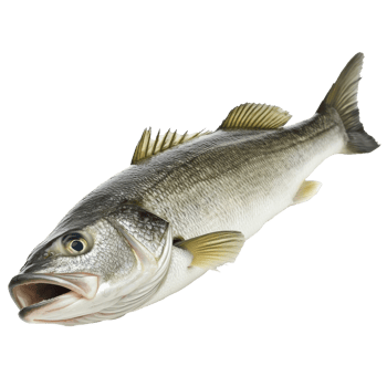 Fresh fish on white background png
