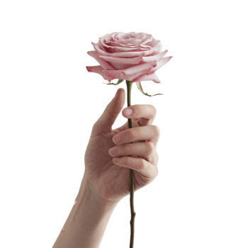 A hand holding a rose flower, with a distant view and a transparent background png