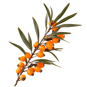 Orange sea buckthorn on green branch png