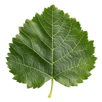 Textured green leaf on white png