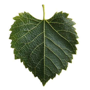 Green heart shaped leaf on white png