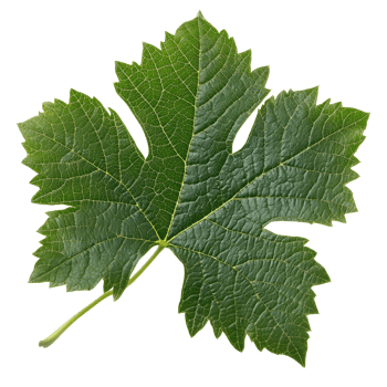 Green grape leaf on white background png