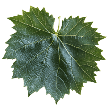 Large green leaf with intricate vein patterns png