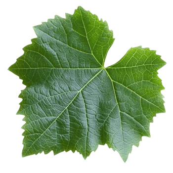 Bright light on textured green grape leaf png