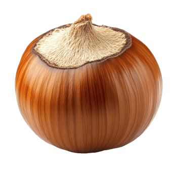 Brown onion on white background png