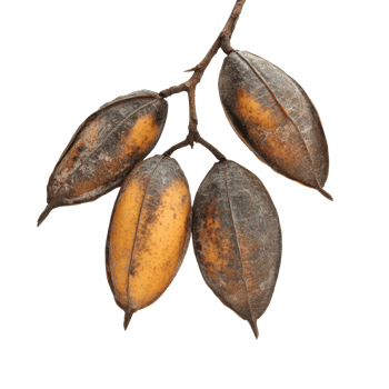 Cluster of ripening fruits hanging from a branch png