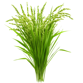 Indoor display of fresh green rice stalks png