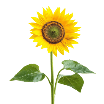Bright yellow sunflower with green leaves in bloom png