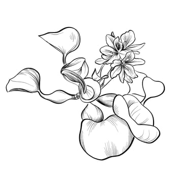 black and white hand-drawn flower of Pontederia crassipes vector