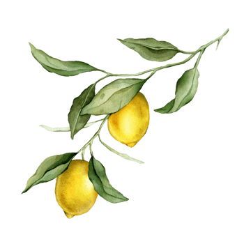 Lemon Fruit Branch. Hand drawn watercolor illustration of yellow tropical citrus Food with vitamin C on white isolated background. Drawing of lemon tree with green leaves. png