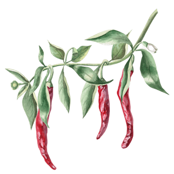 Curved branch with growing peppers. Isolated watercolor illustration for spice packaging design, cookbook, fabric printing, restaurant print design, tableware and kitchenware. png