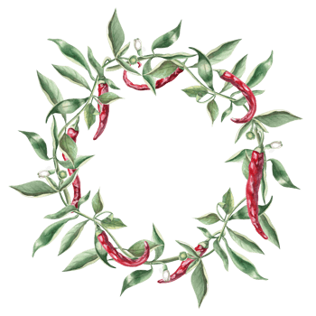 Wreath of branches with red peppers. Hand drawn isolated watercolor illustration of vegetables for tableware design, cookbook illustration, fabric and clothing printing png