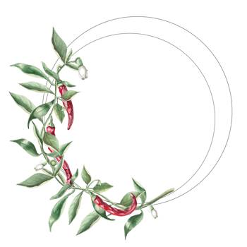 Round frame of branches with red peppers. Hand drawn isolated watercolor illustration of vegetables for tableware design, cookbook illustration, fabric and clothing printing png