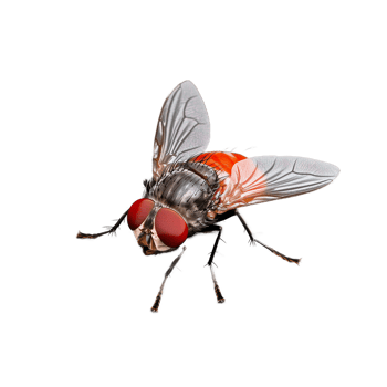 Close-up of a realistic fly with red eyes on transparent background png