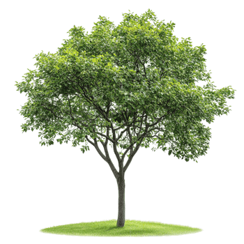 Green Tree on transparent background png