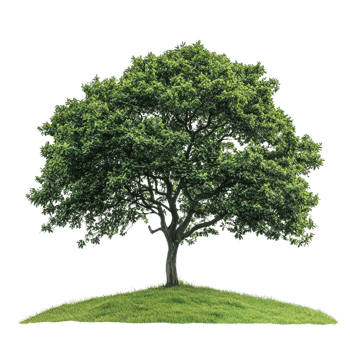 Beautiful Hand drawn Landscape Tree on transparent background png