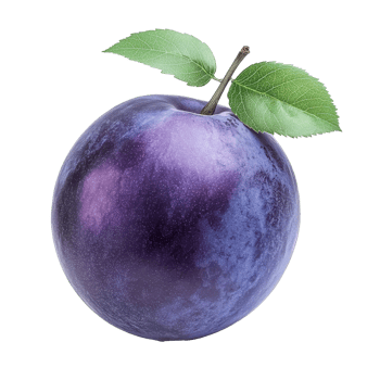 Purple plum with green leaves on white png