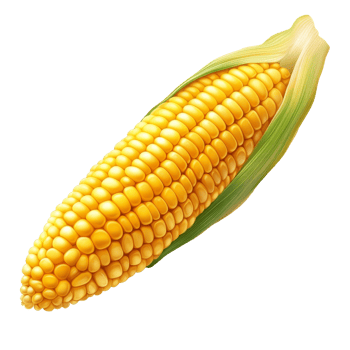 Fresh corn on the cob on a surface png