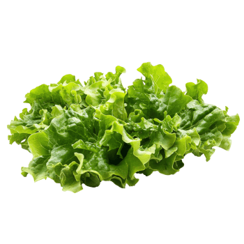 Fresh green lettuce harvested from a garden bed png