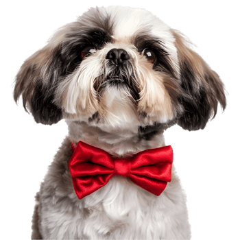 A dog wearing a red bow tie png