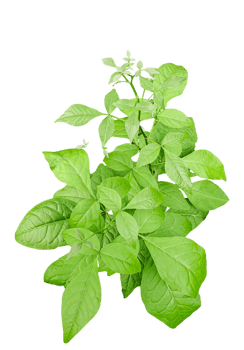 a plant with leaves on it, on a transparent background, a plant with green leaves on a background, png