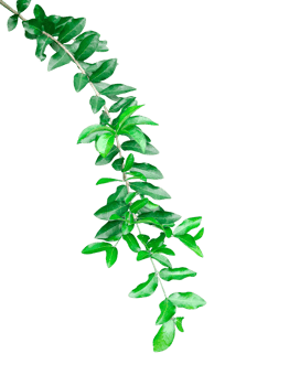 a green plant on a branch with leaves, green plant on a branch with leaves on , png