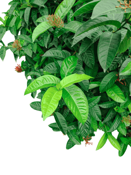 green leaves on a tree, bunch of parsley, green border leaves on white, a green plants wit red flower frame with leaves on top of each other, green leaves on a branch, image, png