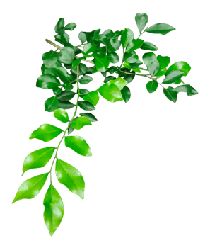 green leaves on a branch , a wood apple tree green leaves hanging from a tree on a transparent background, green plant on a background, png