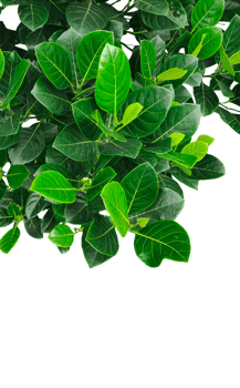 green leaves isolated, green leaves on a branch with a background, green jackfruit plants mockup on transparent background, png