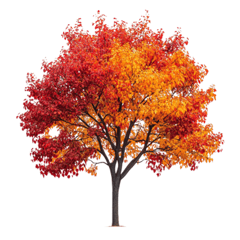 A tree with red and yellow leaves against a transparent background png