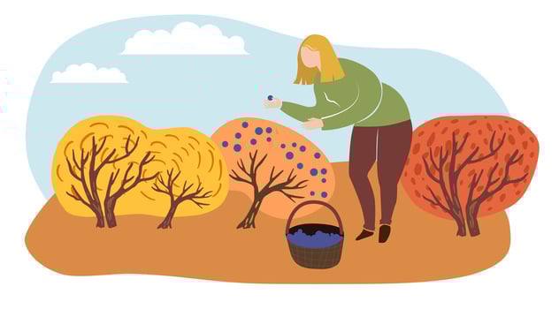 woman in the park picks blueberries in a basket, surrounded by lush trees and bushes. autumn harvest illustration for poster, banner, invitation to autumn festival, fair. vector
