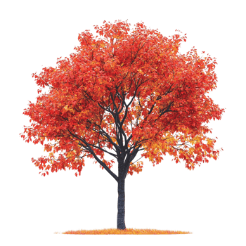 A red tree with leaves on it png