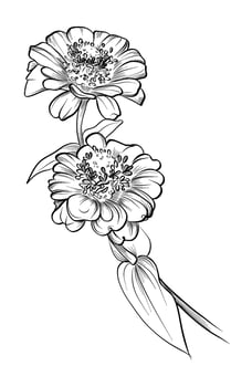 black and white hand-drawn drawing of a zinnia flower vector