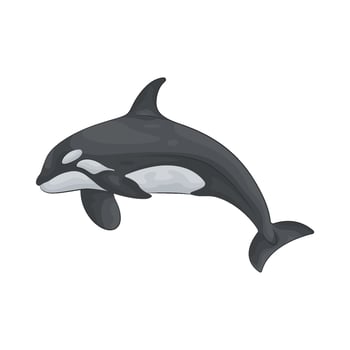 Illustration of orca vector