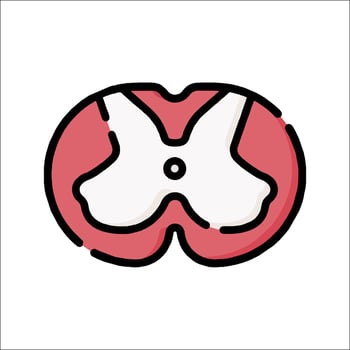 A cartoon image of a human heart vector