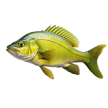 fresh dorado fish isolated on transparent background png