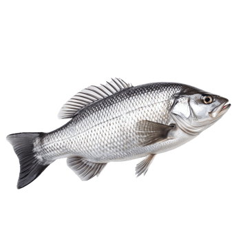 Fresh sea bass fish isolated on transparent background png