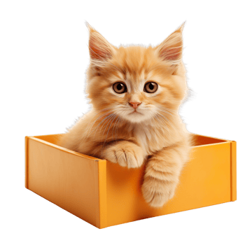 kitten sit in an orange box isolated on transparent background png