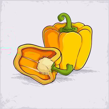 Hand drawn yellow organic healthy bell pepper vegetable full of vitamin isolated on white background vector