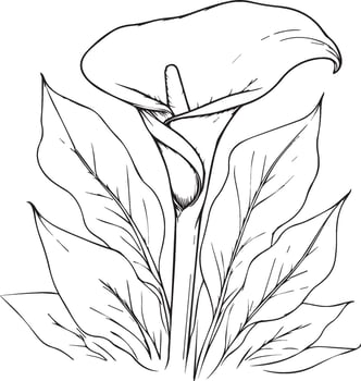 Cute kids coloring pages, easy calla flowers, calla flower black and white illustration, calla flower outline, calla flower art, simple flower drawing, unique flowers coloring page vector