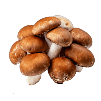 Mushroom Isolated On Transperant Background png
