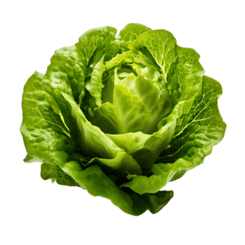 A close up of a green lettuce png