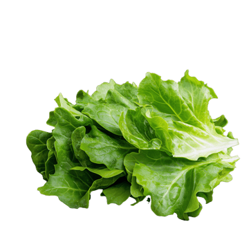 Green lettuce leaves isolated, transparent background png