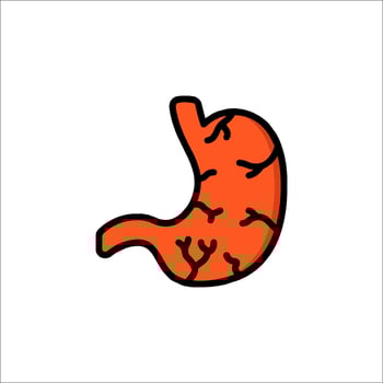 The stomach is shown in a flat line vector