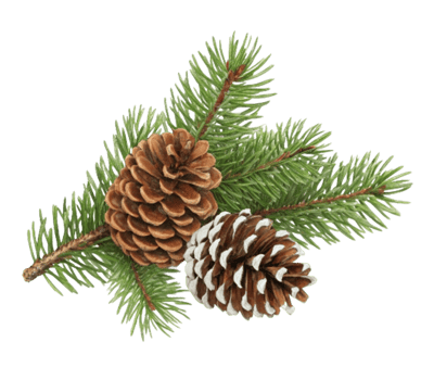 Pine cones and fir branches creating festive holiday decoration on transparent background png