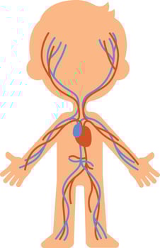 Medical illustration showing oxygenated blood traveling through arteries and deoxygenated blood returning through veins in a child's body vector